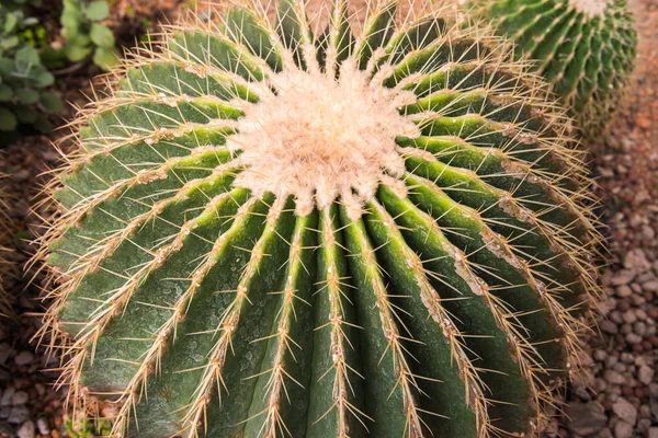 görüntü altın varil kaktüs (echinocactus grusonii) (Echinocactus)