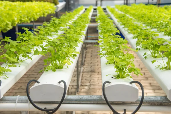 Organik hydroponic sebze yetiştirme çiftliği, ekimi hydroponic yeşil sebze, kişniş 