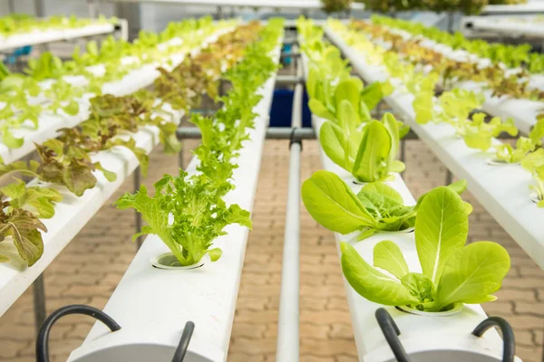 Organik hydroponic sebze yetiştirme çiftliği, kırmızı meşe, yeşil meşe, hydroponic yeşil sebze ekimi 