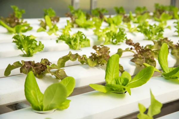 Organik hydroponic sebze yetiştirme çiftliği, kırmızı meşe, yeşil meşe, hydroponic yeşil sebze ekimi 
