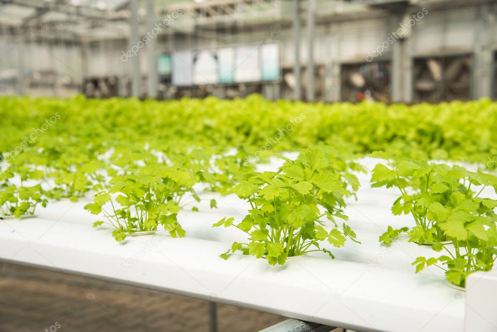 Organic hydroponic vegetable cultivation farm,cultivation hydroponic green vegetable,coriander 