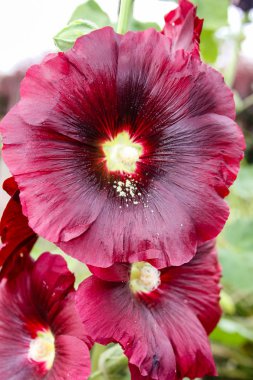 Closeup İsrail Kudüs'ten renkli çiçekler