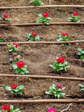 Closeup İsrail Kudüs'ten renkli çiçekler