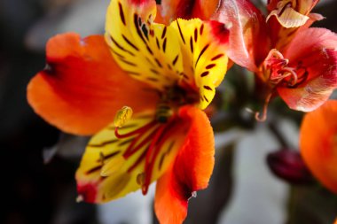 Closeup İsrail Kudüs'ten renkli çiçekler