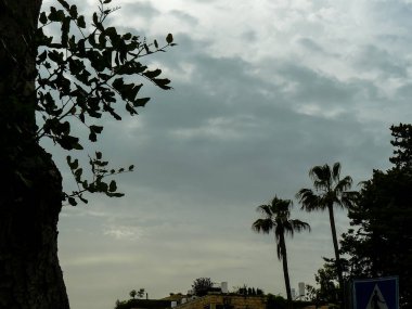 Kudüs İsrail sokakta bir ağaç görünümü