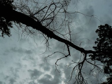 Kudüs İsrail sokakta bir ağaç görünümü