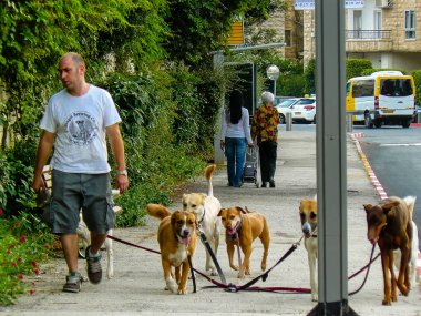 Kudüs İsrail 04 Mayıs 2018 yürüyüş bilinmeyen bir kişinin görünümü köpekler Jerusalem öğleden sonra sokaklarda
