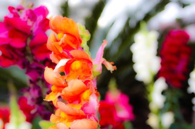 Closeup İsrail Kudüs'ten renkli çiçekler