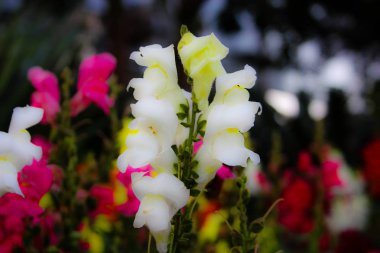 Closeup İsrail Kudüs'ten renkli çiçekler