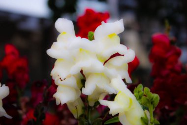 Closeup İsrail Kudüs'ten renkli çiçekler