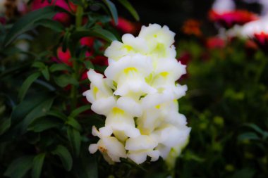 Closeup İsrail Kudüs'ten renkli çiçekler