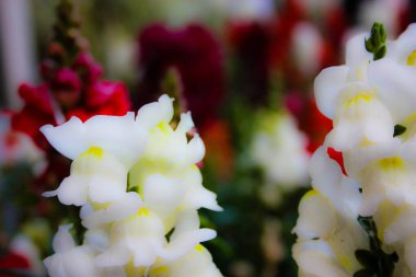 Closeup İsrail Kudüs'ten renkli çiçekler