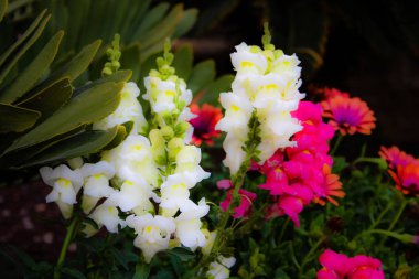 Closeup İsrail Kudüs'ten renkli çiçekler