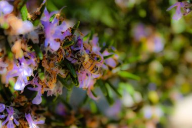 Closeup İsrail Kudüs'ten renkli çiçekler