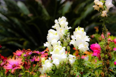 Closeup İsrail Kudüs'ten renkli çiçekler