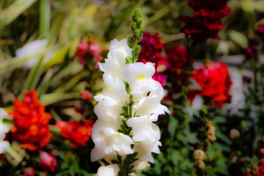 Closeup İsrail Kudüs'ten renkli çiçekler