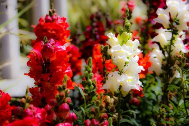 Closeup İsrail Kudüs'ten renkli çiçekler