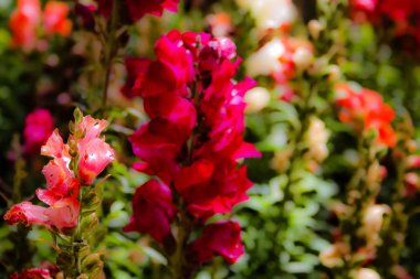 Closeup İsrail Kudüs'ten renkli çiçekler