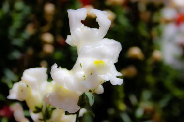 Closeup İsrail Kudüs'ten renkli çiçekler