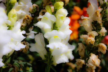 Closeup İsrail Kudüs'ten renkli çiçekler