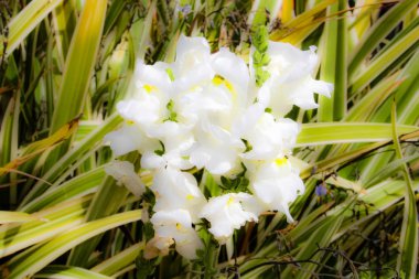 Closeup İsrail Kudüs'ten renkli çiçekler