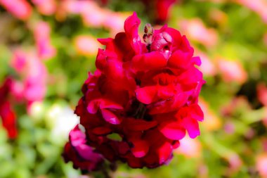 Closeup İsrail Kudüs'ten renkli çiçekler