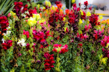 Closeup İsrail Kudüs'ten renkli çiçekler