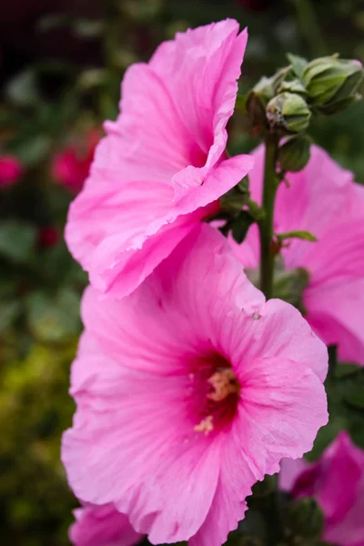 Closeup Srail Kudüs Ten Renkli Çiçekler — Stok fotoğraf