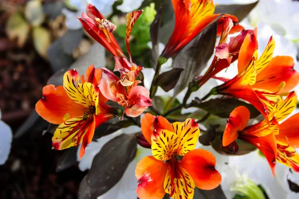 Close Van Kleurrijke Bloemen Uit Jeruzalem Israël — Stockfoto