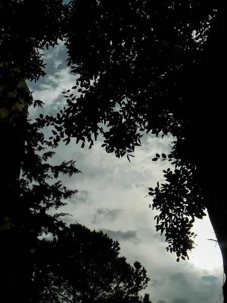 View Tree Street Jerusalem Israel — Stock Photo, Image