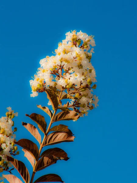 Närbild Färgglada Blommor Från Jerusalem Israel — Stockfoto