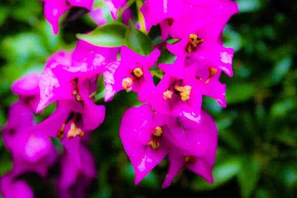 Close Flores Coloridas Jerusalém Israel — Fotografia de Stock