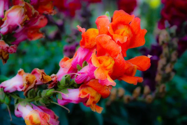 イスラエルのエルサレムから色とりどりの花のクローズ アップ — ストック写真