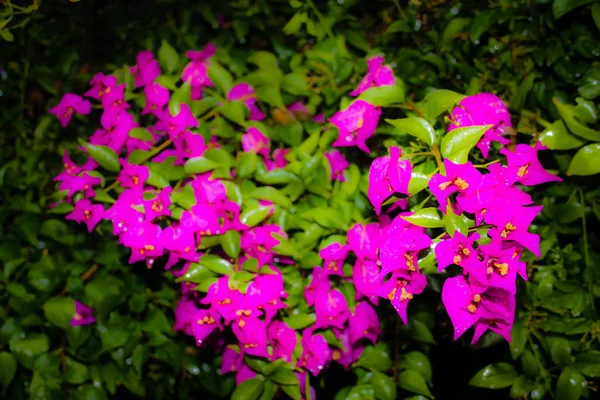 Close Flores Coloridas Jerusalém Israel — Fotografia de Stock