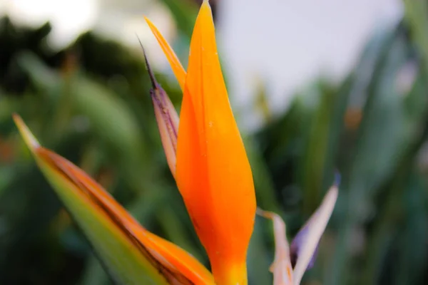 Close Flores Coloridas Jerusalém Israel — Fotografia de Stock