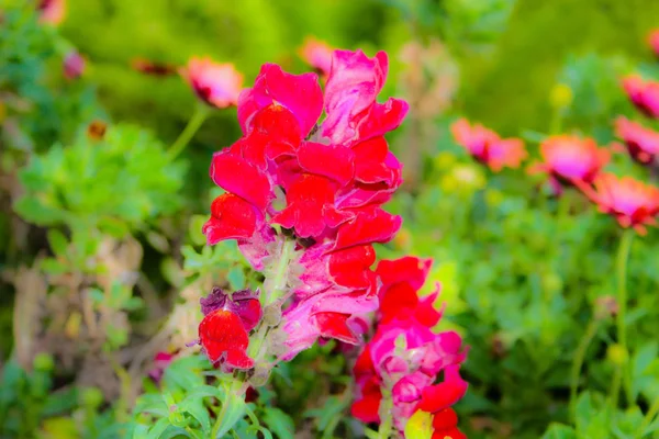 Gros Plan Fleurs Colorées Jérusalem Israël — Photo