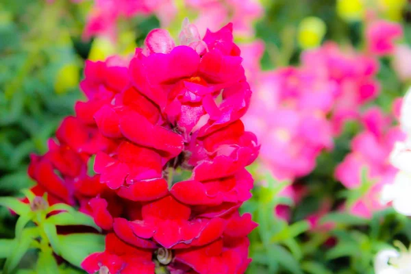 Closeup Colorful Flowers Jerusalem Israel — Stock Photo, Image