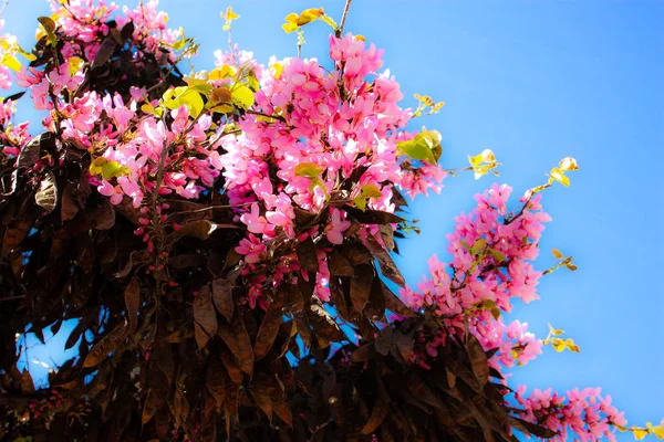 Close Flores Coloridas Jerusalém Israel — Fotografia de Stock