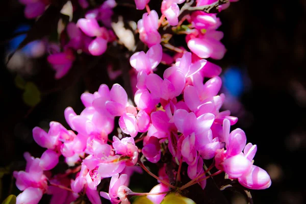 Closeup İsrail Kudüs'ten renkli çiçekler