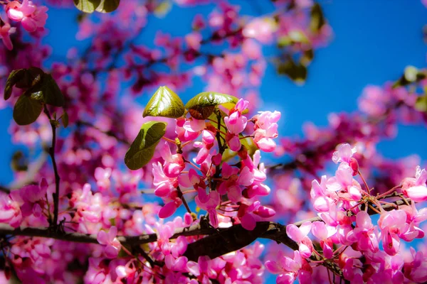 Nahaufnahme Bunter Blumen Aus Jerusalem Israel — Stockfoto