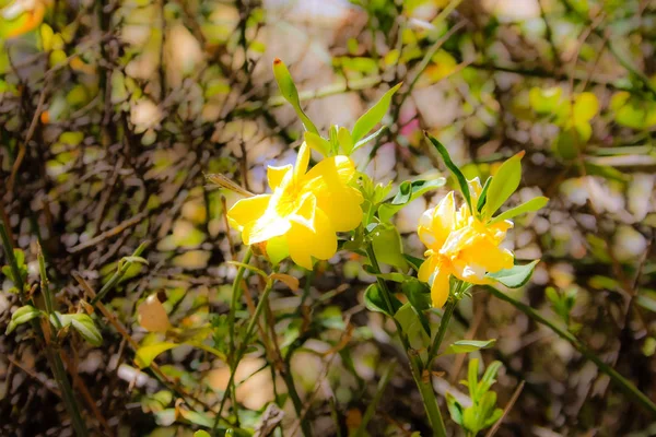 Primer Plano Flores Colores Jerusalén Israel — Foto de Stock