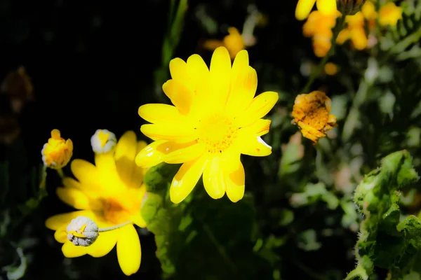 Closeup Colorful Flowers Jerusalem Israel — Stock Photo, Image