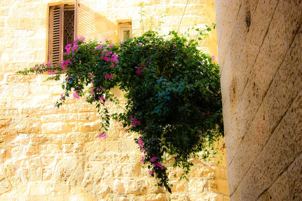 Primo Piano Fiori Colorati Gerusalemme Israele — Foto Stock