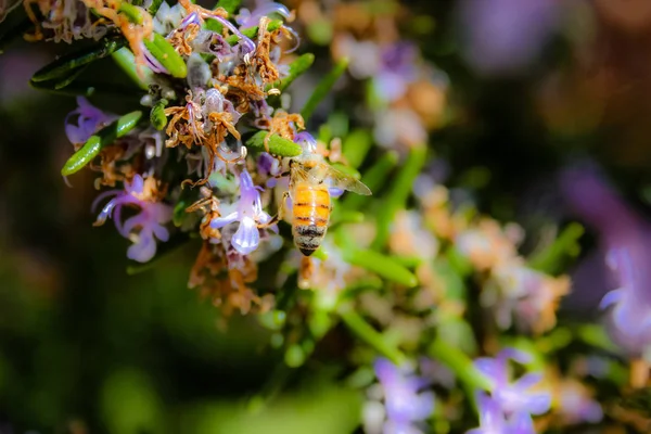 Close Van Kleurrijke Bloemen Uit Jeruzalem Israël — Stockfoto