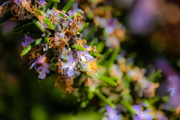 Close Van Kleurrijke Bloemen Uit Jeruzalem Israël — Stockfoto