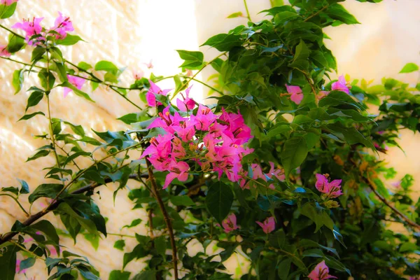 Close Flores Coloridas Jerusalém Israel — Fotografia de Stock