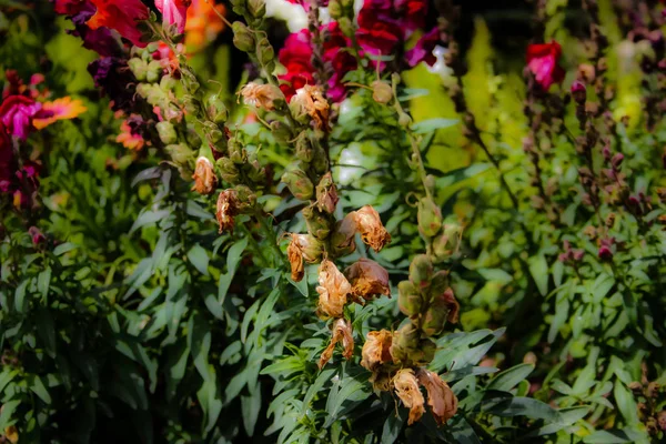 Primer Plano Flores Colores Jerusalén Israel — Foto de Stock