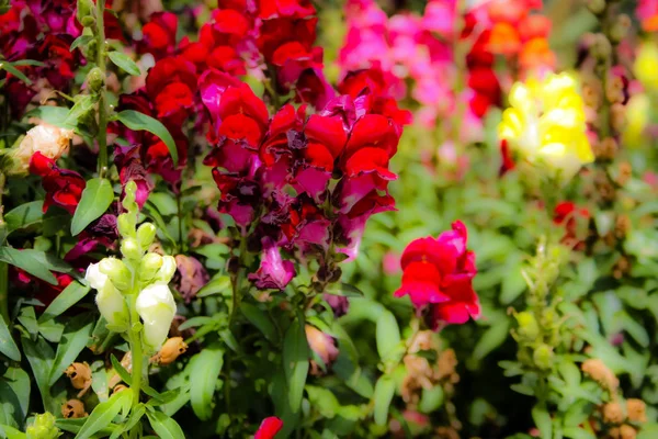 Closeup Colorful Flowers Jerusalem Israel — Stock Photo, Image