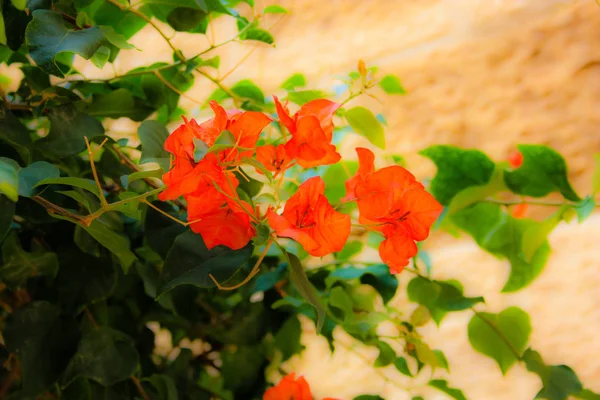 Primer Plano Flores Colores Jerusalén Israel — Foto de Stock