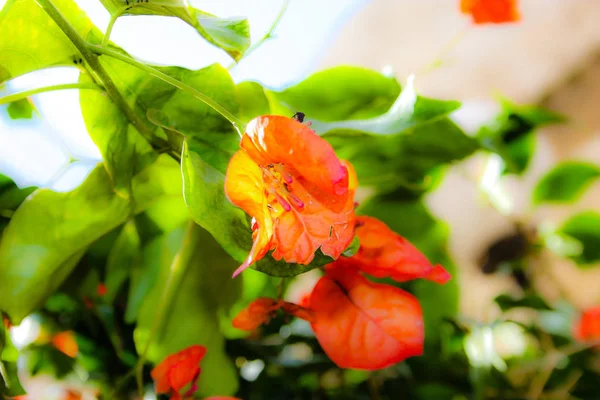 Close Flores Coloridas Jerusalém Israel — Fotografia de Stock